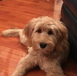 maggie