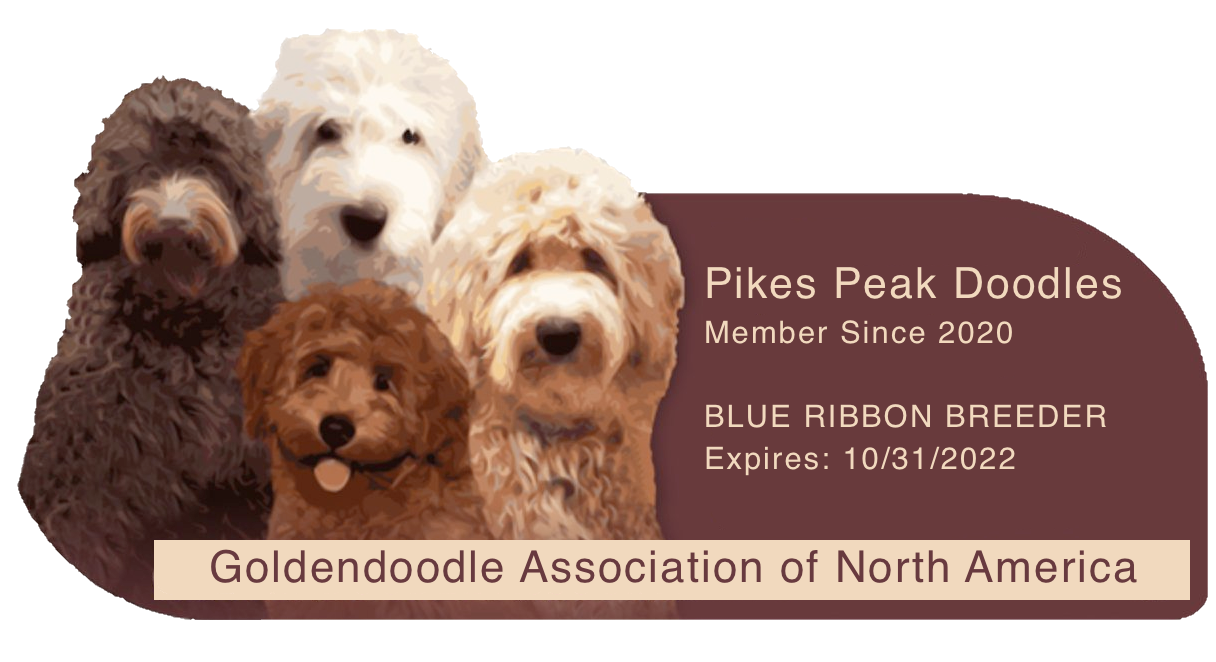 golden doodle association of north america
